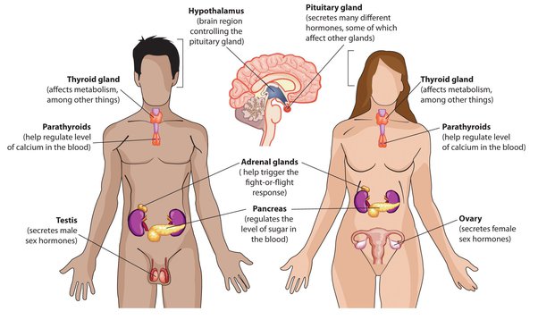 7 organs or glands you may do just fine without