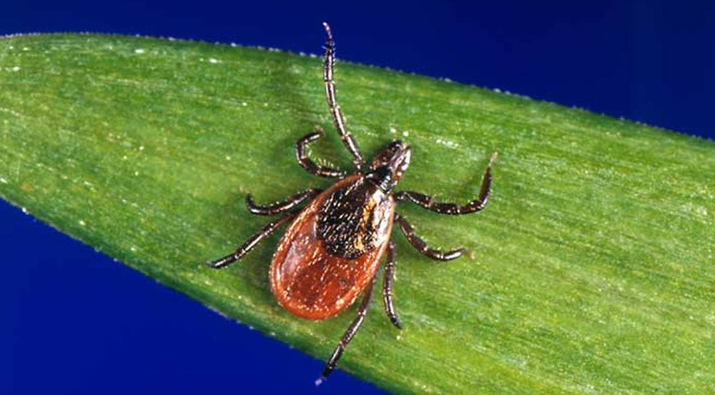 Lyme disease cases up 70 percent due to reporting change: CDC