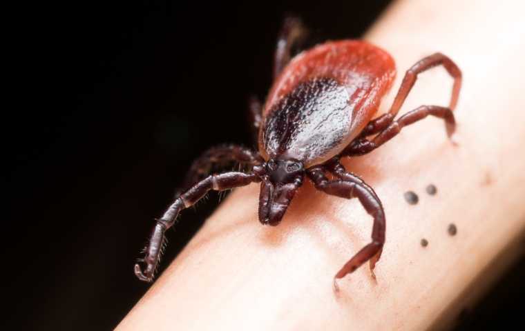 Scientists may have found the key to Lyme disease prevention