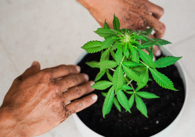 Les terpènes du cannabis offrent un nouveau moyen potentiel de traiter la douleur liée à la fibromyalgie.